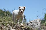 BOULEDOGUE AMERICAIN 052